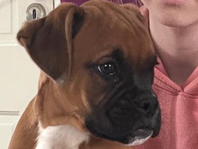 IKC Registered Champion Bloodline Boxer puppies in Longford