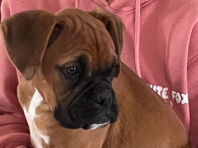 IKC Registered Champion Bloodline Boxer puppies in Longford