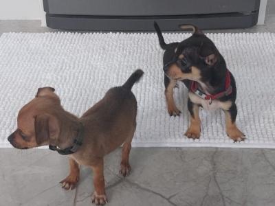 Chihuahua x Jack Russell puppies in Limerick