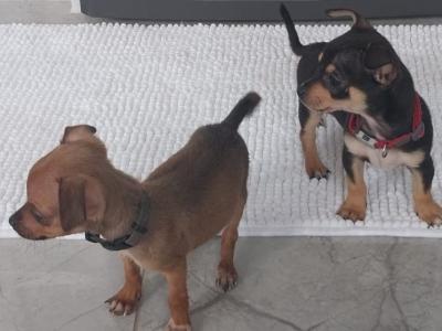 Chihuahua x Jack Russell puppies in Limerick