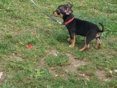 Chihuahua x Jack Russell puppies in Limerick