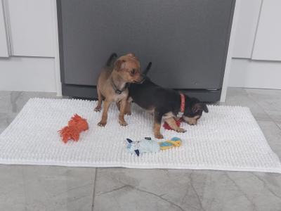 Chihuahua x Jack Russell puppies in Limerick