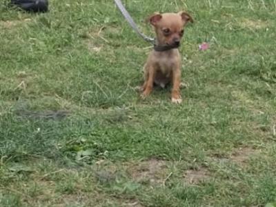 Chihuahua x Jack Russell puppies in Limerick