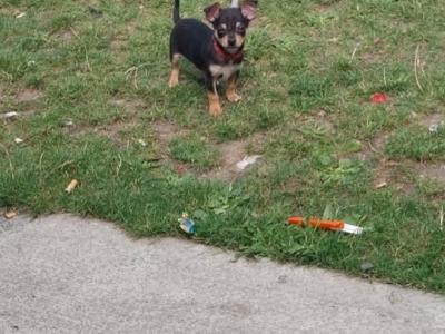 Chihuahua x Jack Russell puppies in Limerick