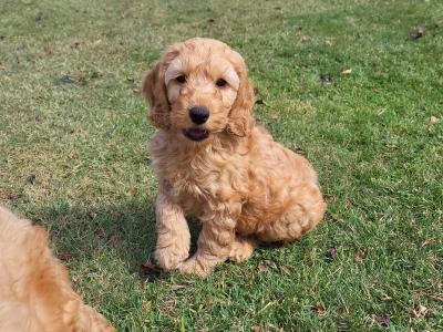 Adorable, playful Cockapoo puppies in Wexford