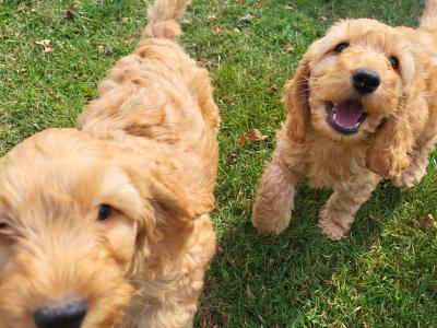 Adorable, playful Cockapoo puppies in Wexford