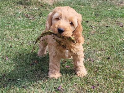 Adorable, playful Cockapoo puppies in Wexford