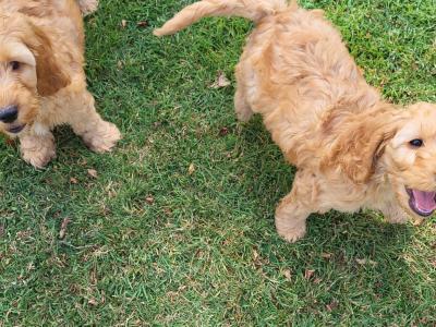 Adorable, playful Cockapoo puppies in Wexford