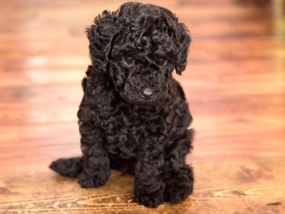 Male Toy Poodle puppy in Kerry