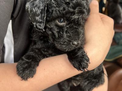 Male Toy Poodle puppy in Kerry