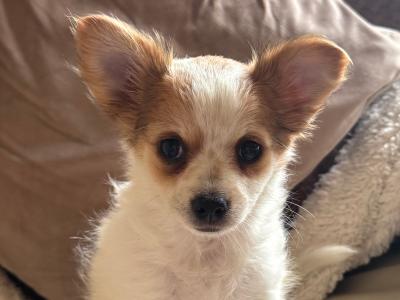 Purebred female Chihuahua puppy in Longford looking for her forever home - €400