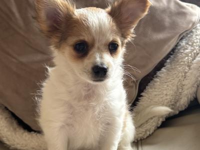 Purebred female Chihuahua puppy in Longford looking for her forever home - €400