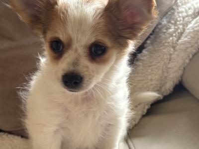 Purebred female Chihuahua puppy in Longford looking for her forever home - €400
