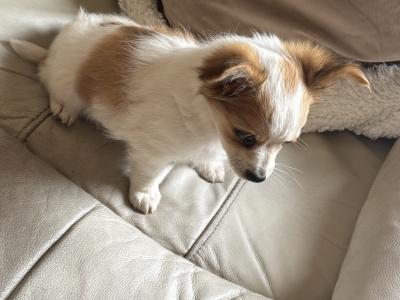 Purebred female Chihuahua puppy in Longford looking for her forever home - €400