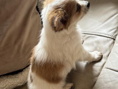 Purebred female Chihuahua puppy in Longford looking for her forever home - €400