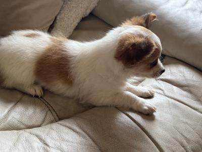Purebred female Chihuahua puppy in Longford looking for her forever home - €400