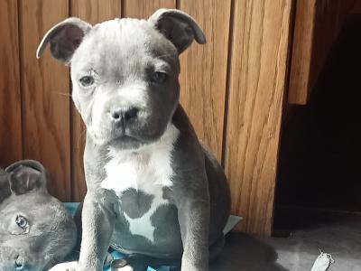 IKC Registered (pending) Female Staffordshire Bull Terrier puppies only available  in Offaly