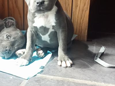 Blue 🔵 Staffy 🐾 puppies