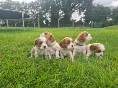 IKC Registered Cavalier King Charles puppies in Wexford