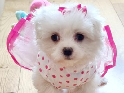 Minature Maltese PEDIGREE puppies boy & girl House Trained in Tralee