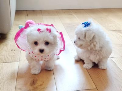 Minature Maltese PEDIGREE puppies boy & girl House Trained in Tralee