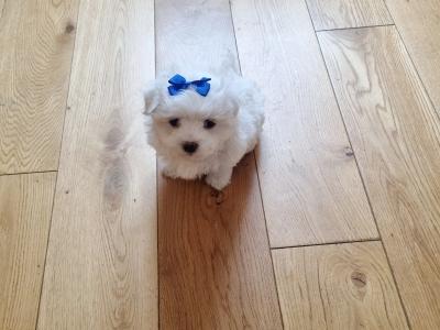 Minature Maltese PEDIGREE puppies boy & girl House Trained in Tralee