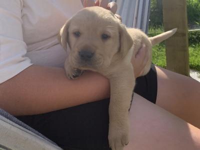 Pedigree - IKC - Golden Labrador puppies in Carlow