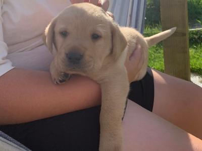 Pedigree IKC Registered Golden Labrador puppies in Carlow - 2 Adorable Females left