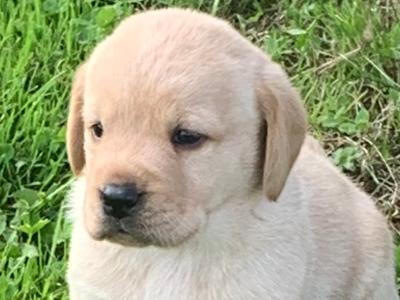 Pedigree - IKC - Golden Labrador puppies in Carlow