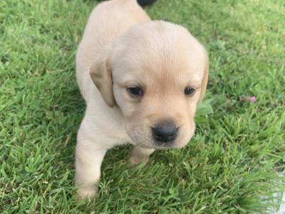 Pedigree - IKC - Golden Labrador puppies in Carlow