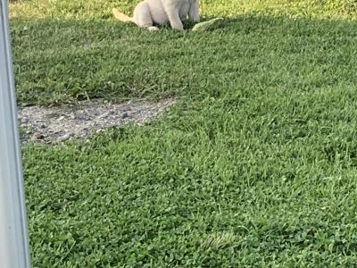Pedigree - IKC - Golden Labrador puppies in Carlow