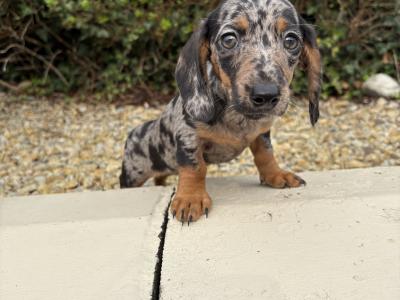 Quality Litter of Trained miniature Dachshunds in Longford **Health Checked**