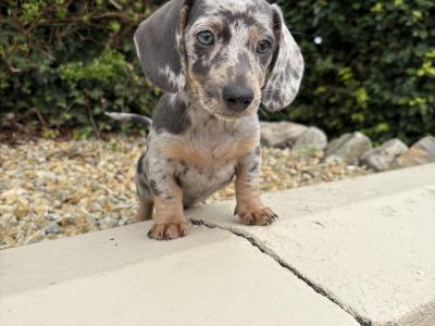 Quality Litter of Trained miniature Dachshunds in Longford **Health Checked**