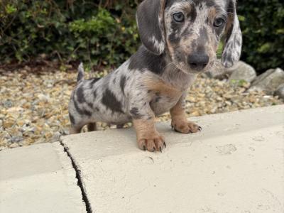 Quality Litter of Trained miniature Dachshunds in Longford **Health Checked**