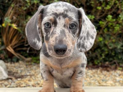 Quality Litter of Trained miniature Dachshunds in Longford **Health Checked**
