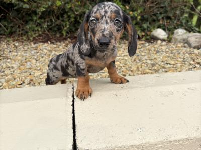 Quality Litter of Trained miniature Dachshunds in Longford **Health Checked**