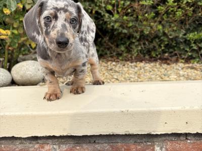 Quality Litter of Trained miniature Dachshunds in Longford **Health Checked**