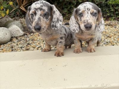Quality Litter of Trained miniature Dachshunds in Longford **Health Checked**