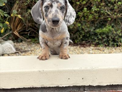 Quality Litter of Trained miniature Dachshunds in Longford **Health Checked**