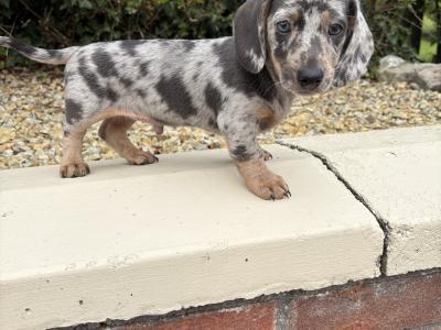 Quality Litter of Trained miniature Dachshunds in Longford **Health Checked**