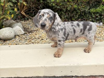 Quality Litter of Trained miniature Dachshunds in Longford **Health Checked**