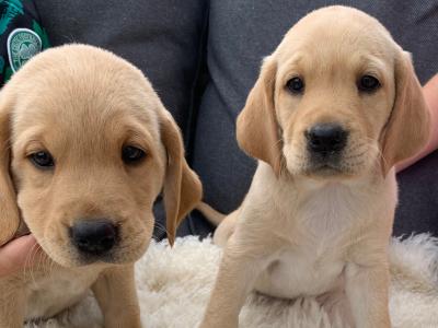 Pedigree - IKC - Golden Labrador puppies in Carlow