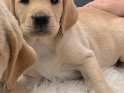 Pedigree - IKC - Golden Labrador puppies in Carlow