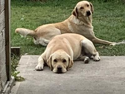 Pedigree - IKC - Golden Labrador puppies in Carlow