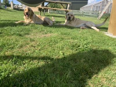 Pedigree - IKC - Golden Labrador puppies in Carlow