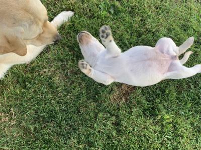Pedigree - IKC - Golden Labrador puppies in Carlow
