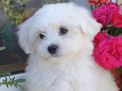 Vet checked, Child Friendly Maltichon (Bichon Frise x Maltese) puppies in Limerick