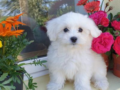 Vet checked, Child Friendly Maltichon (Bichon Frise x Maltese) puppies in Limerick