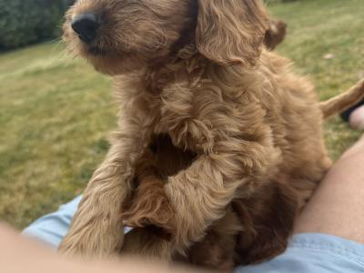 Classy Cockapoo puppies in Cork