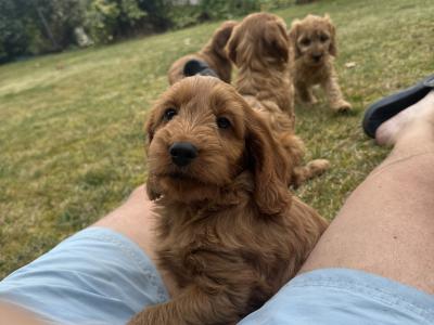 Classy Cockapoo puppies in Cork